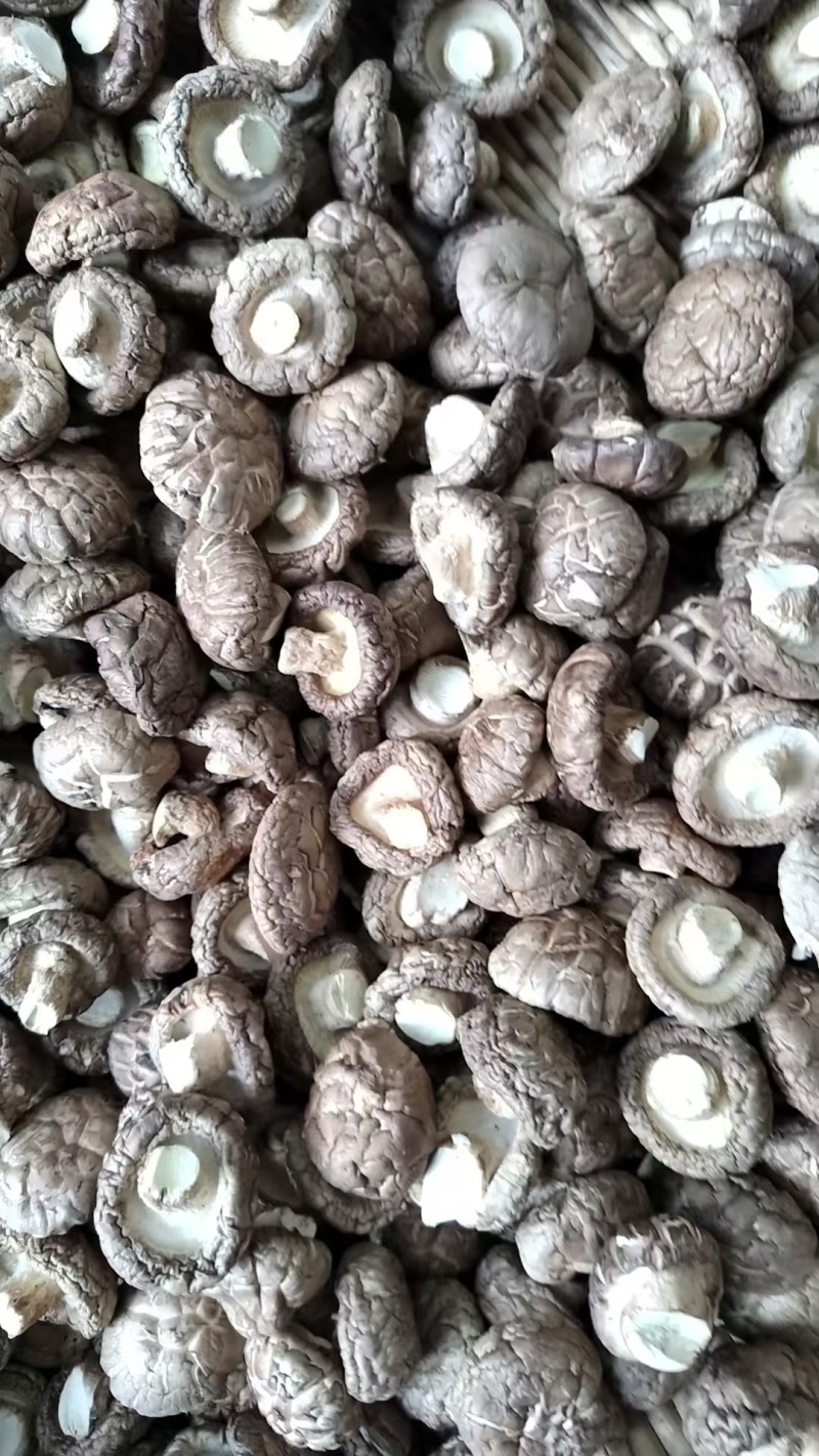 包邮优质茶花菇产地直销品质有保障