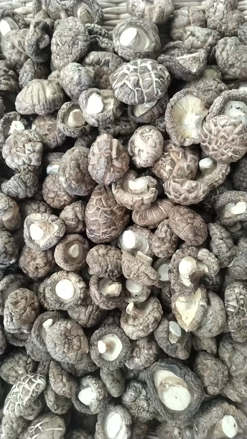 包邮优质茶花菇产地直销品质有保障