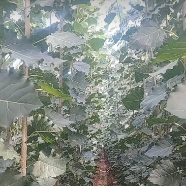 生茬地107杨树苗