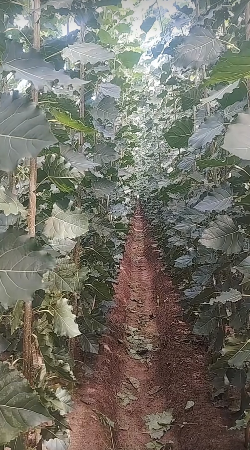 生茬地107杨树苗