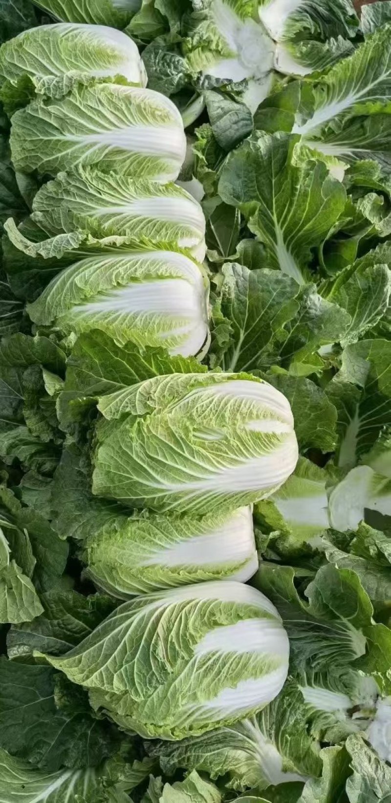 云南白菜全国发货货量充足量大从优，欢迎电话咨询