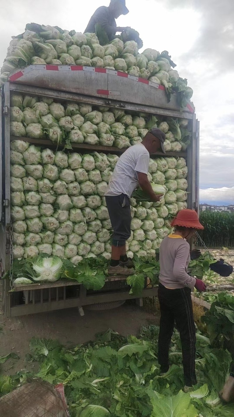 云南白菜全国发货货量充足量大从优，欢迎电话咨询