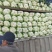 云南白菜全国发货货量充足量大从优，欢迎电话咨询