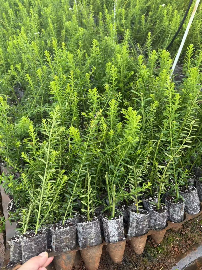 澳洲米花种苗产地发货量大从优品质保证基地供货欢迎联系