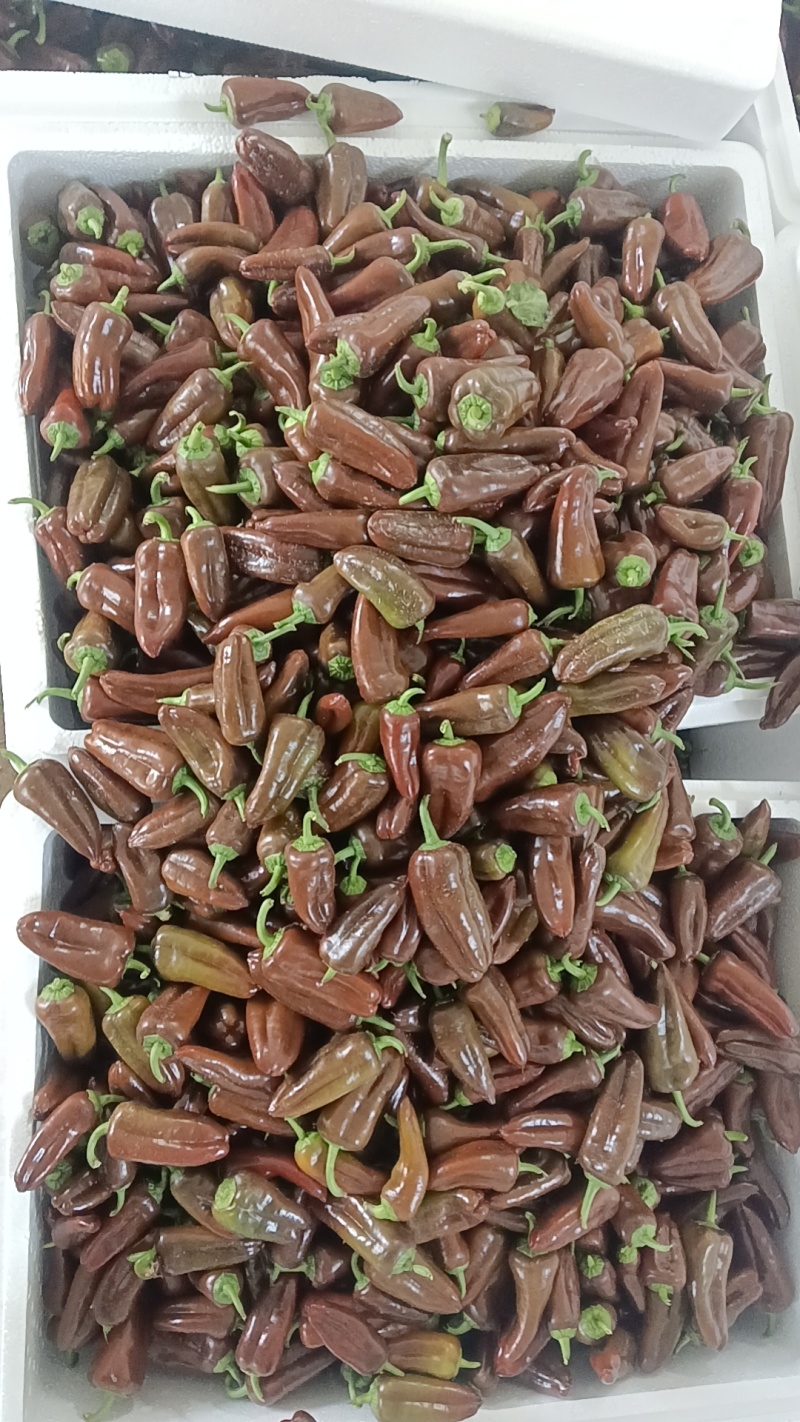 水果椒，迷你椒，咪咪椒，长期大量供应