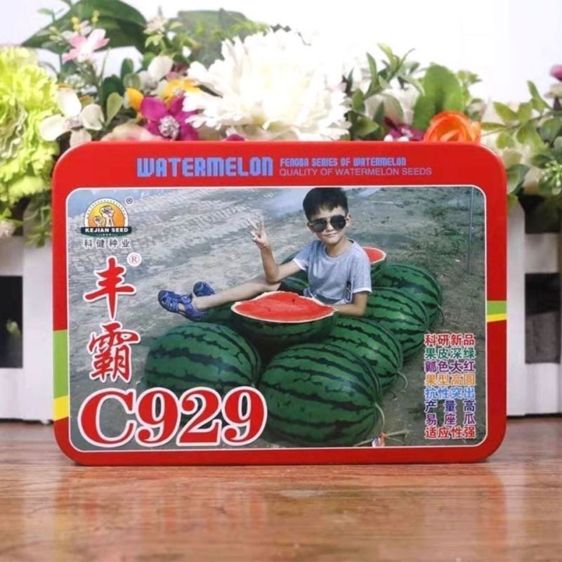 丰霸C929西瓜种子圆瓜皮薄超甜中晚熟东北大地雷西瓜种子