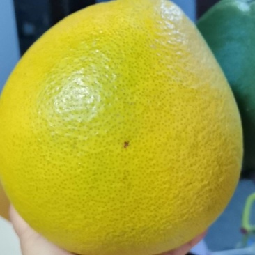 马家柚