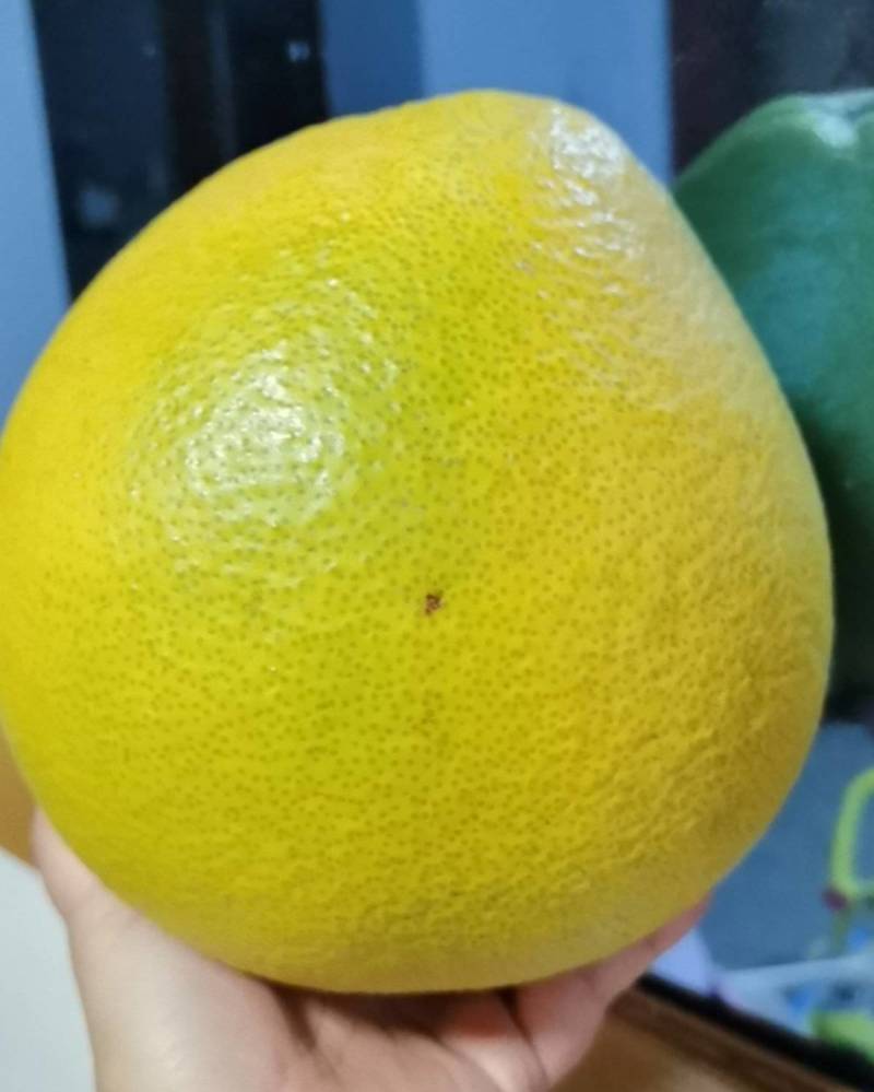 马家柚