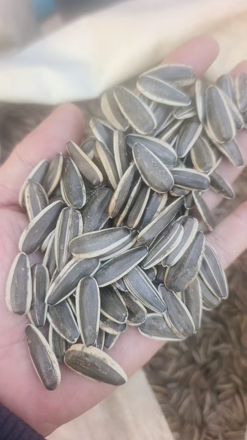 内蒙古生熟瓜子，大量对接市场，商超，电商一件代发，欢迎咨询