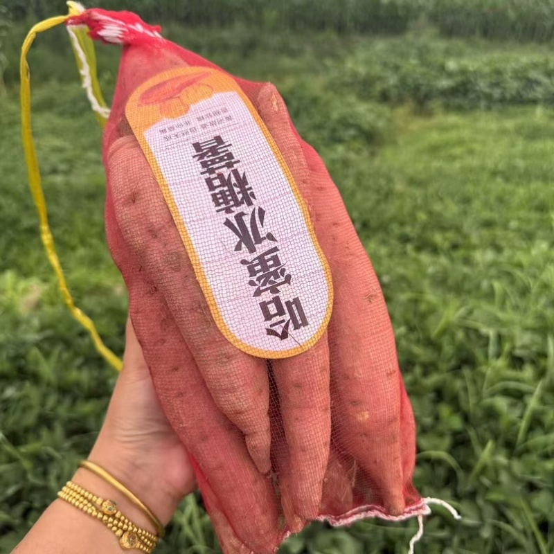 哈密红薯哈密21哈密香甜软糯批发市场商超价格优惠