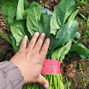 优质冷棚菠菜上市了，价格不高，