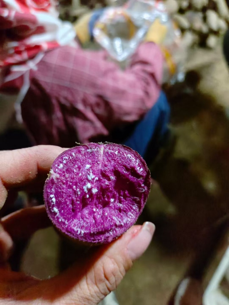紫薯香甜无丝现挖现发量大从优保质保量一条龙负责