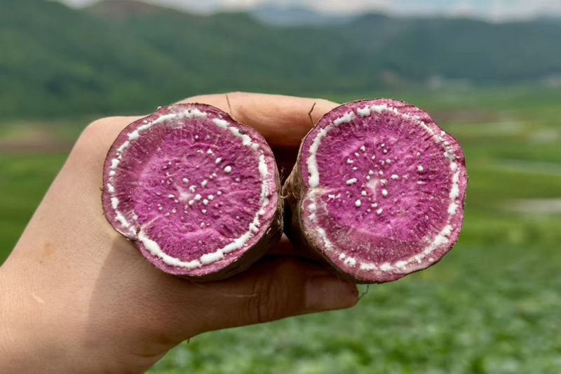紫薯香甜无丝现挖现发量大从优保质保量一条龙负责