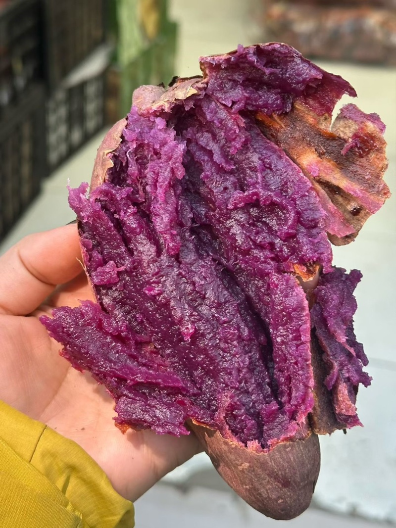 紫薯香甜无丝现挖现发量大从优保质保量一条龙负责