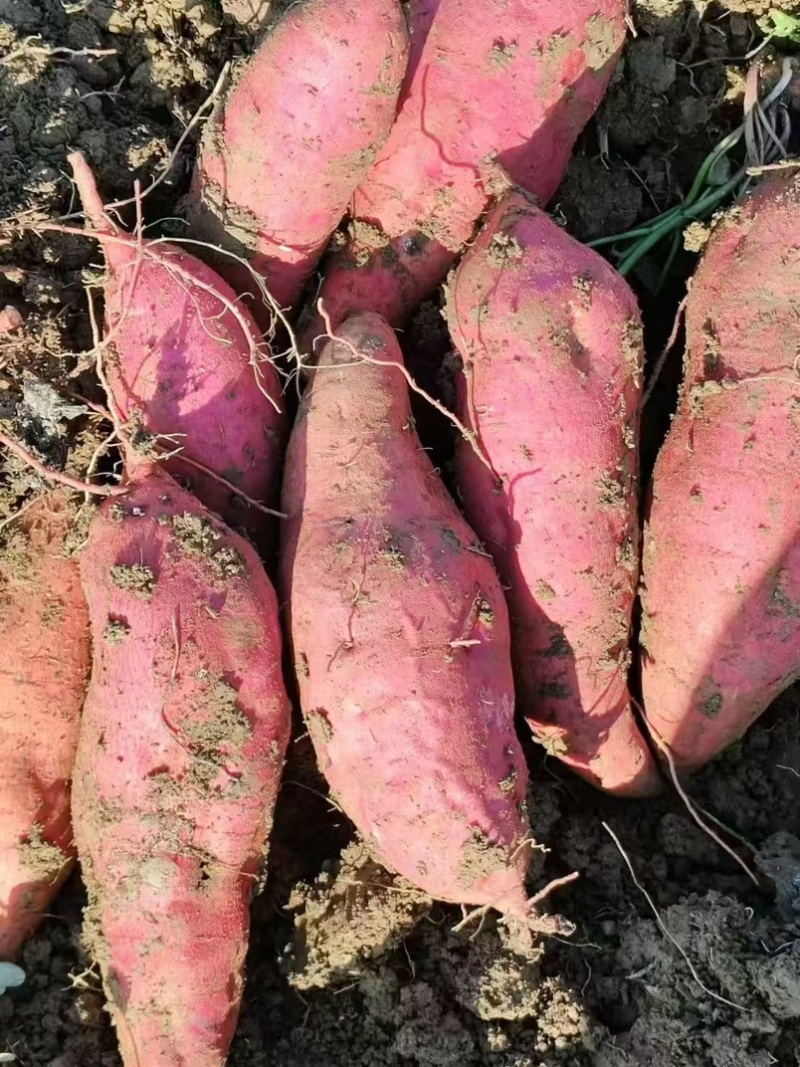 紫薯香甜无丝现挖现发量大从优保质保量一条龙负责