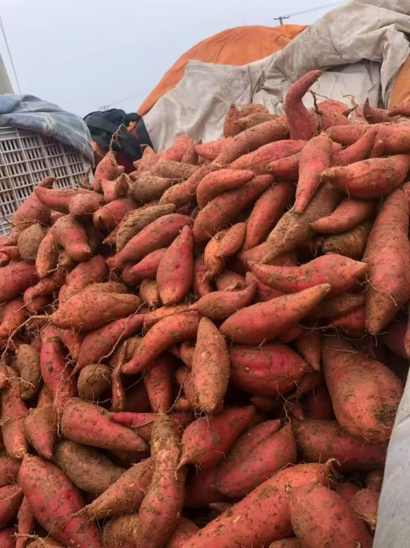 紫薯香甜无丝现挖现发量大从优保质保量一条龙负责
