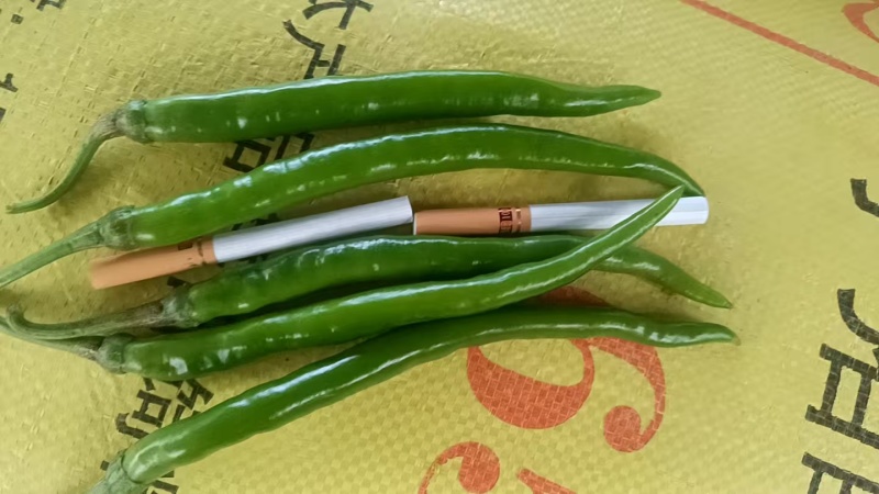 广西3号椒电商货看上联系
