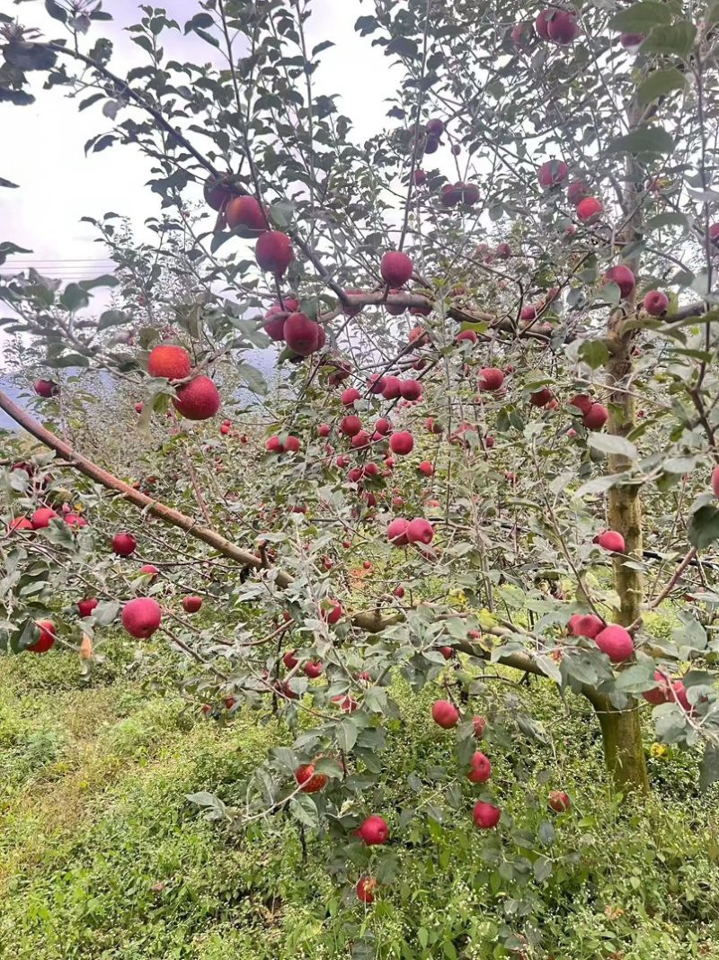山东红富士苹果冰糖心甜脆多汁批发市场商超进出口价低