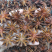 广西古龙大红八角大料国家地理标志产品