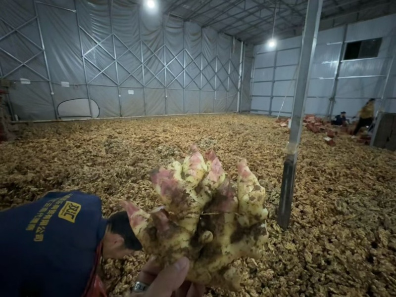 小黄姜辛辣味十足水洗风干窖藏按需加工价格低全国发货