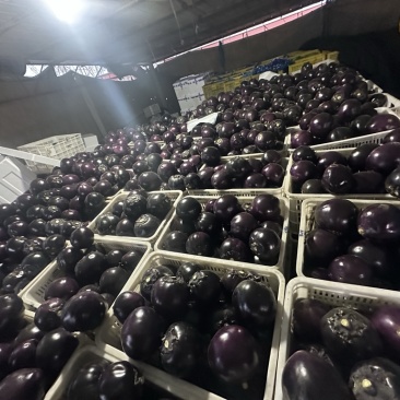 精品大量上市产地直发一手货源保质保量全国发货量大价优