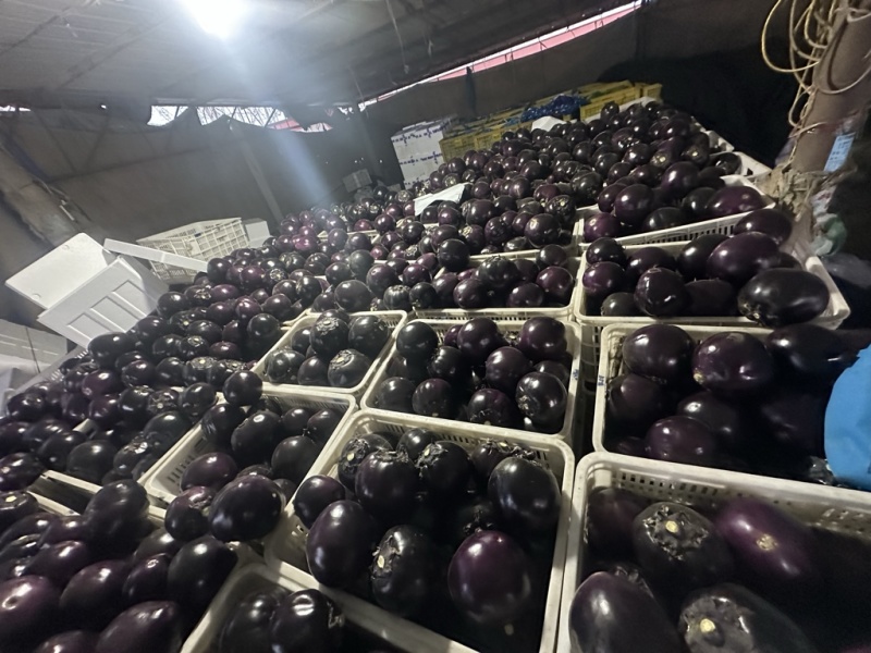 精品大量上市产地直发一手货源保质保量全国发货量大价优