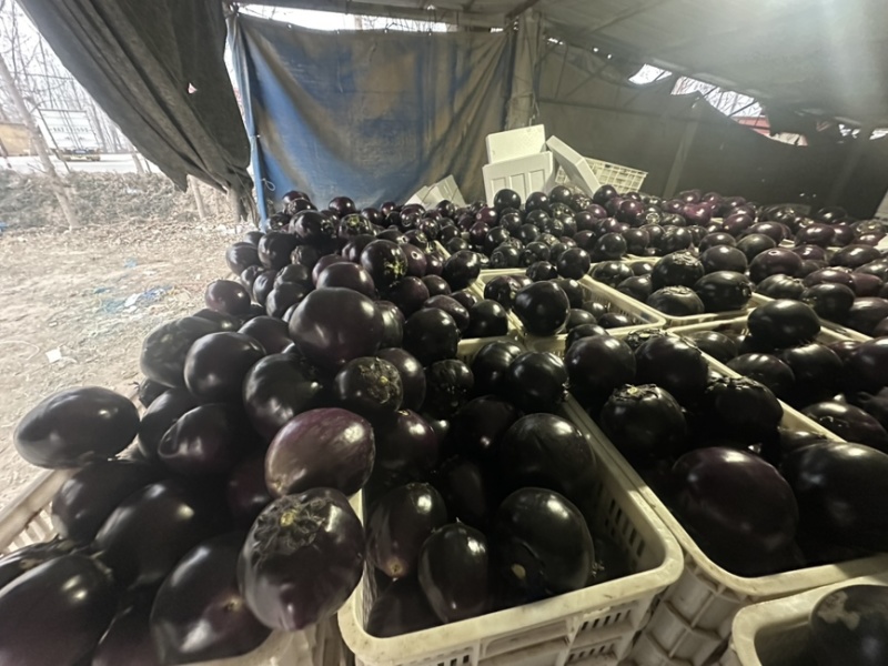精品大量上市产地直发一手货源保质保量全国发货量大价优