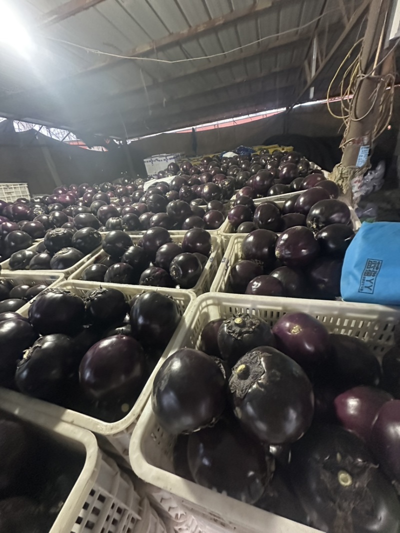 精品大量上市产地直发一手货源保质保量全国发货量大价优