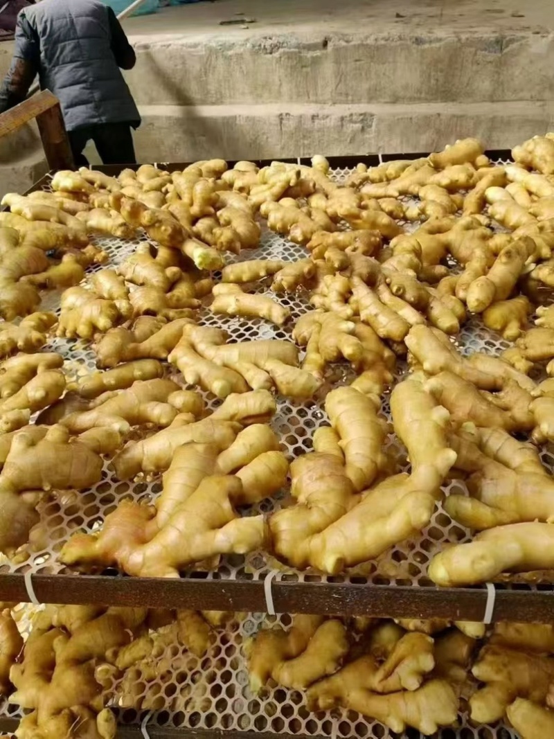 小黄姜辛辣味十足水洗风干窖藏按需加工价格低全国发货