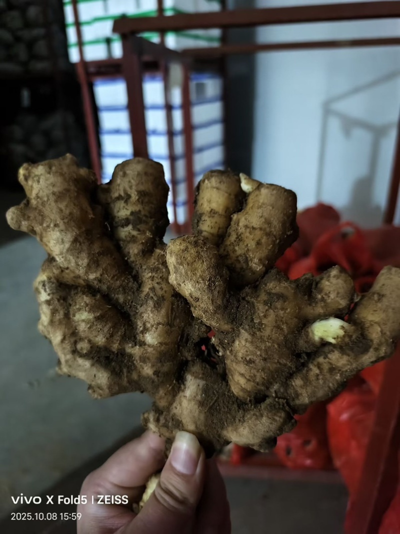 品种规格齐全大黄姜小黄姜生姜姜母姜巴水洗风干窖藏