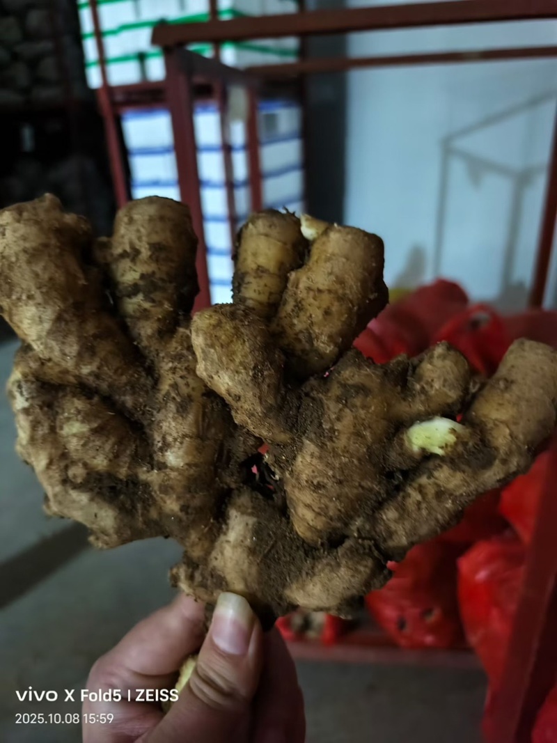品种规格齐全大黄姜小黄姜生姜姜母姜巴水洗风干窖藏