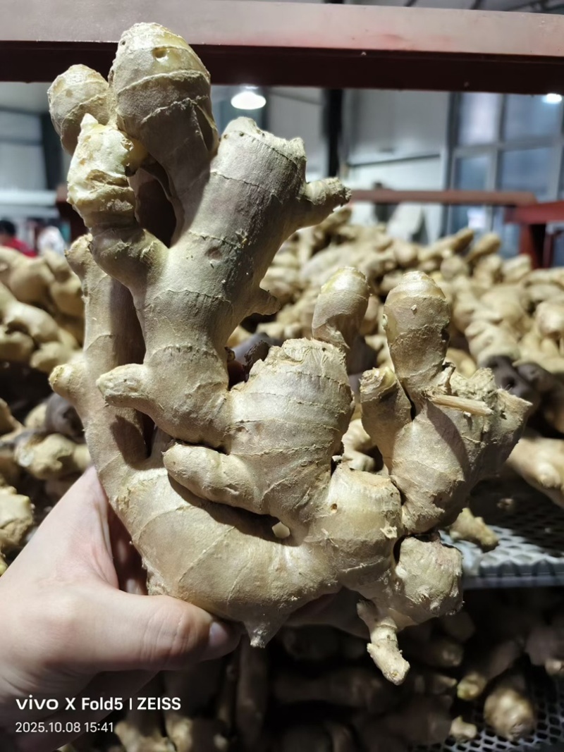 品种规格齐全大黄姜小黄姜生姜姜母姜巴水洗风干窖藏