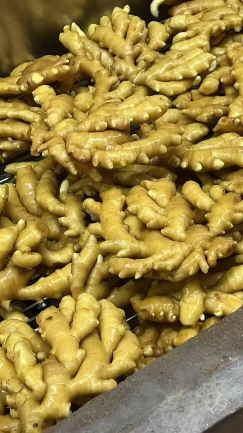 生姜大黄姜小黄姜老姜姜巴按需加工价格低