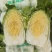 【优选好白菜】精品矮颗黄心白菜，产地直发。