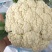 【推荐】温州花菜，松花菜/产地直发/视频看货/品质保证/