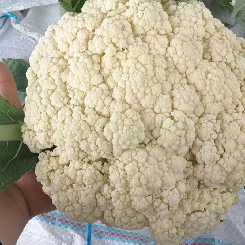 【推荐】温州花菜，松花菜/产地直发/视频看货/品质保证/