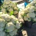 【推荐】温州花菜，松花菜/产地直发/视频看货/品质保证/