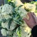 【推荐】温州花菜，松花菜/产地直发/视频看货/品质保证/