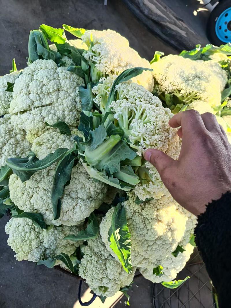 【推荐】温州花菜，松花菜/产地直发/视频看货/品质保证/