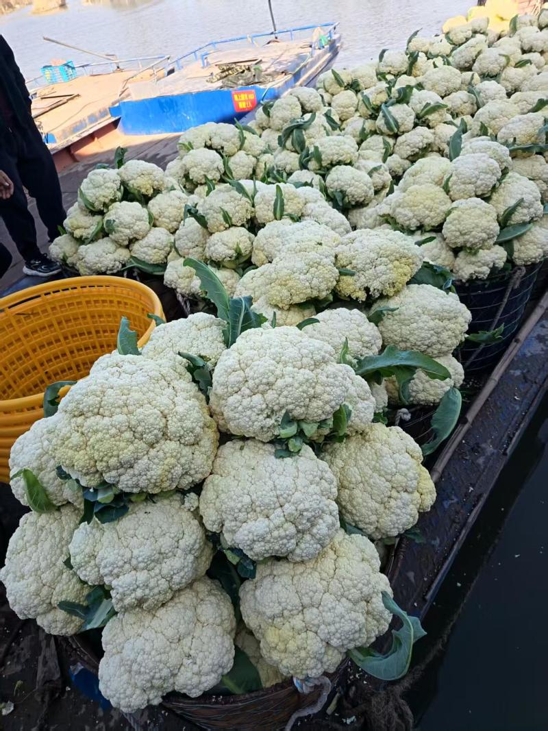【推荐】温州花菜，松花菜/产地直发/视频看货/品质保证/