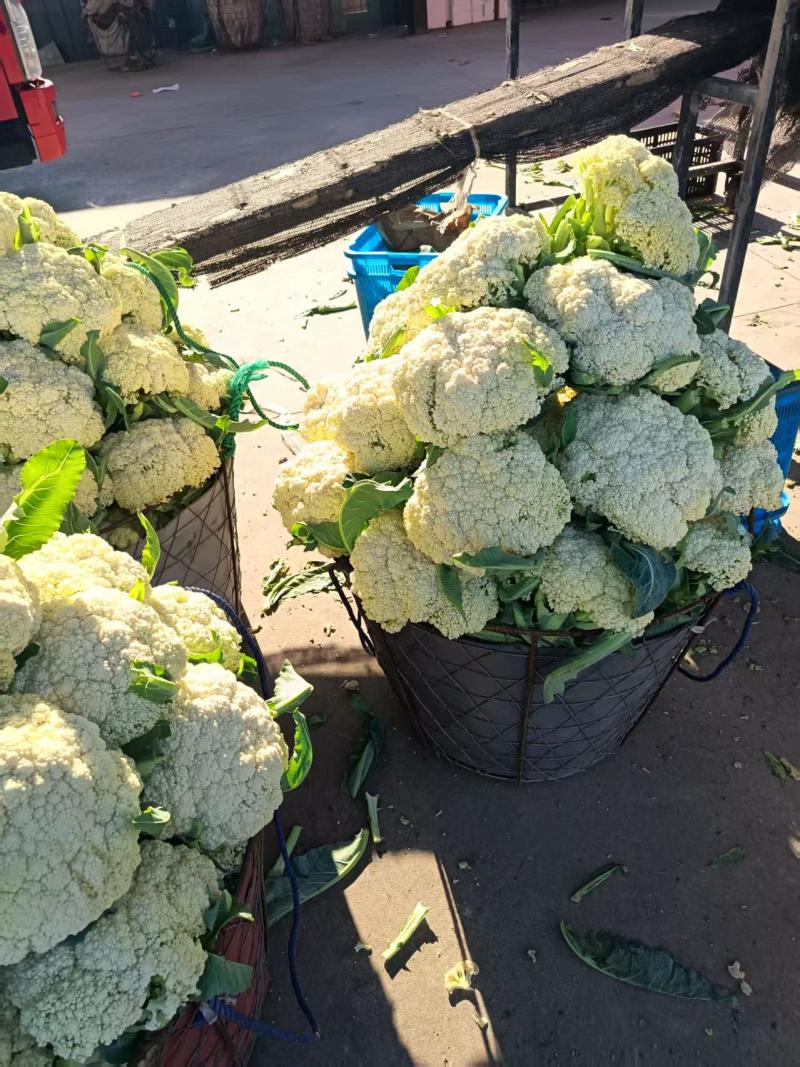 【推荐】温州花菜，松花菜/产地直发/视频看货/品质保证/