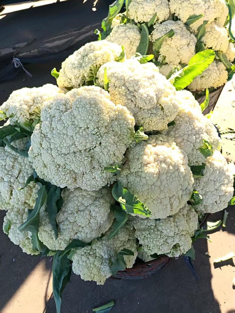 【推荐】温州花菜，松花菜/产地直发/视频看货/品质保证/