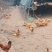 散养土鸡蛋/土鸡蛋/自己家的养殖场/大量有货/欢迎