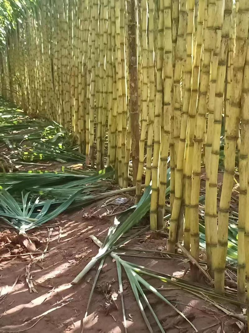 【推荐】黄皮甘蔗/产地直发/对接商超批发市场/欢迎咨询