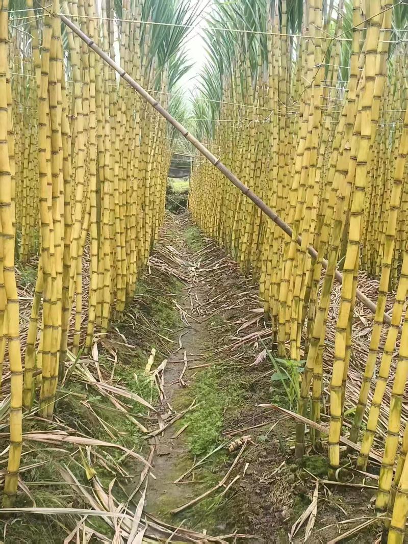 【推荐】黄皮甘蔗/产地直发/对接商超批发市场/欢迎咨询