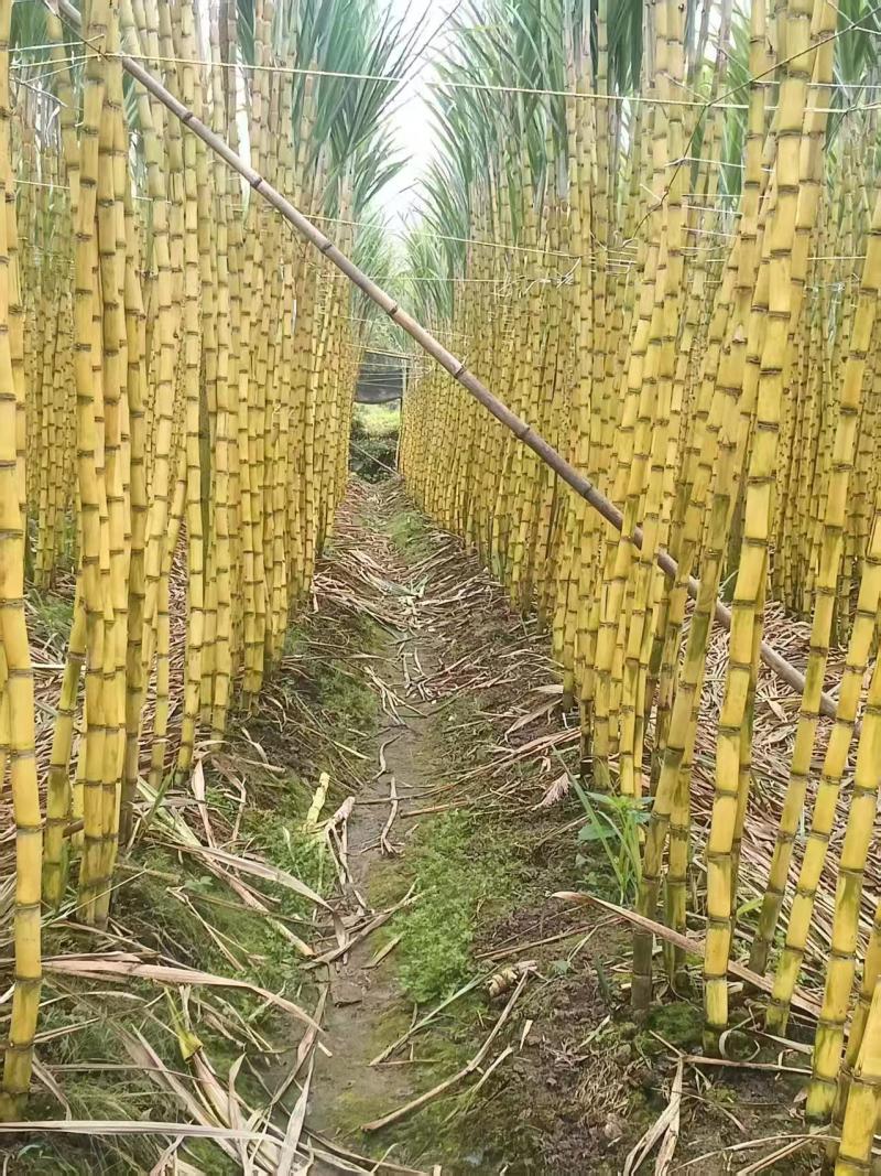 【推荐】黄皮甘蔗/产地直发/对接商超批发市场/欢迎咨询
