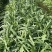 甜麦菜广西博白甜麦菜大量上市产地直供大量有货欢迎咨询