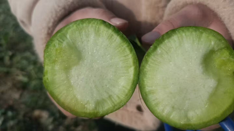 开封青萝卜大量现货个头匀称表面光滑价格便宜一手货