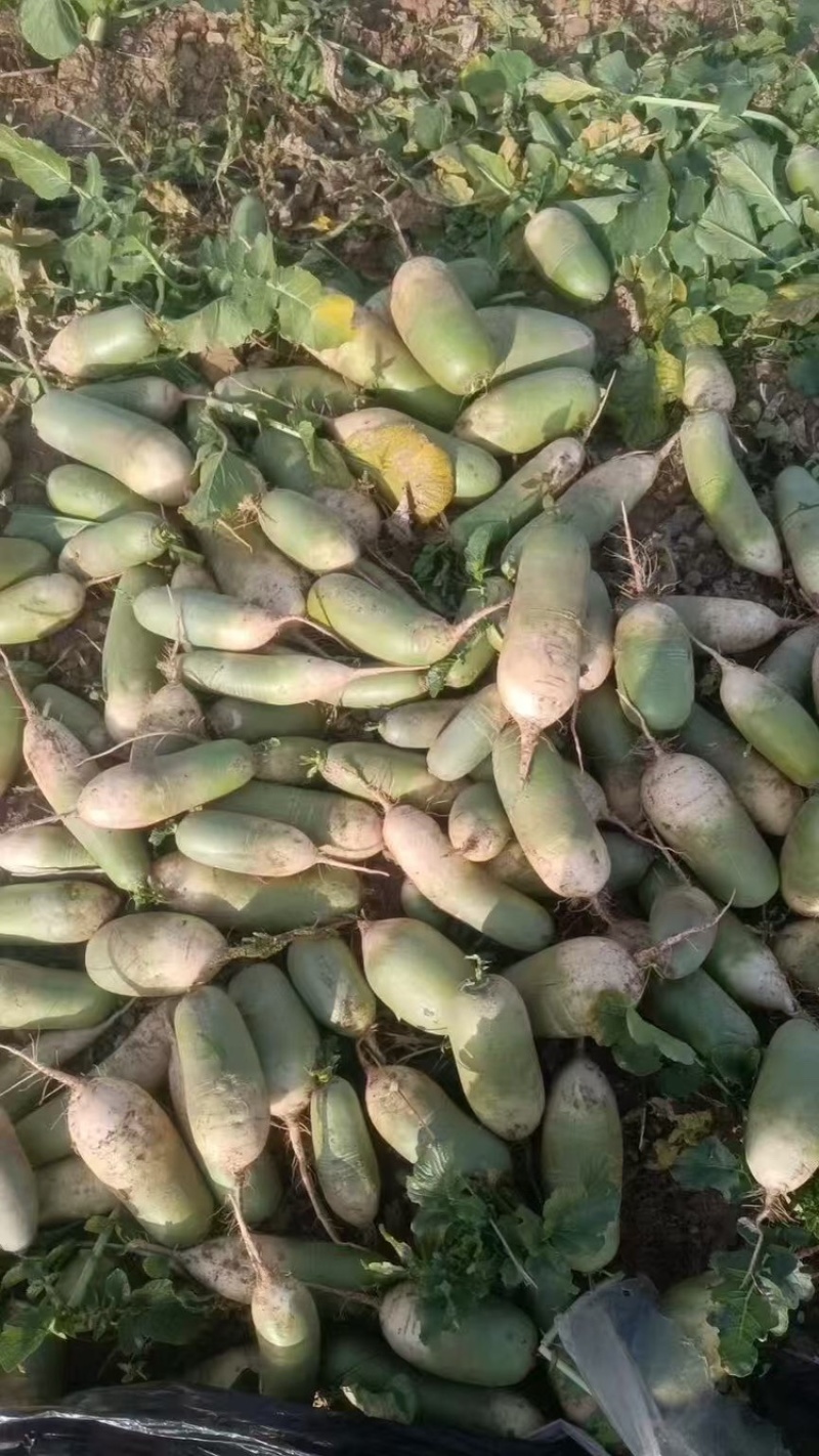 开封青萝卜大量现货个头匀称表面光滑价格便宜一手货