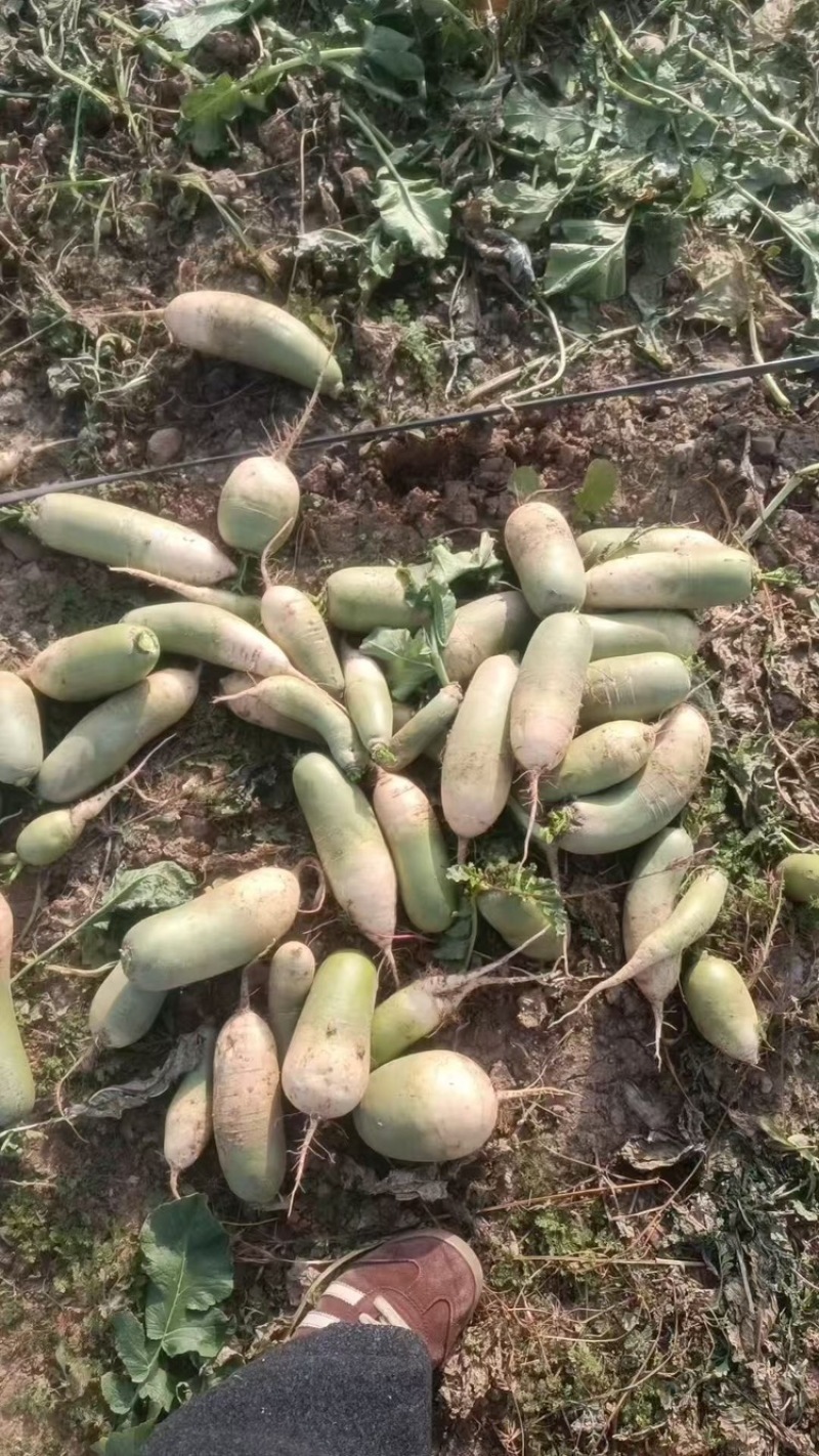 开封青萝卜大量现货个头匀称表面光滑价格便宜一手货